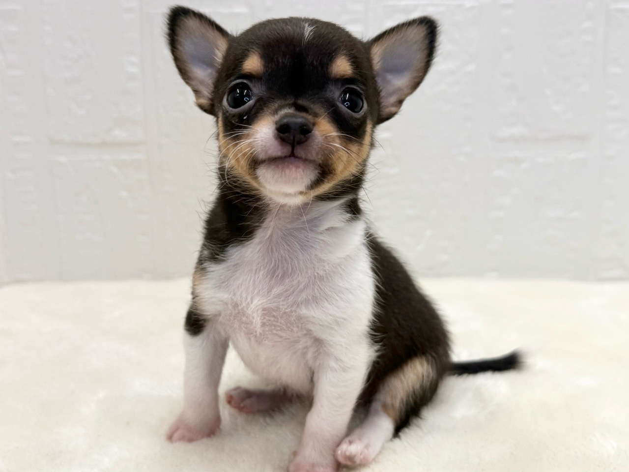 東京都のチワワ(スムース) (かねだい青梅店/2025年9月13日生まれ/女の子/ブラックタンホワイト)の子犬の4枚目の画像