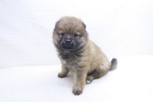 神奈川県のポメ柴/豆ポメ/ポメ豆柴(ポメラニアン×柴犬) (かねだい海老名店/2025年9月13日生まれ/女の子/レッド)の子犬の1枚目の画像