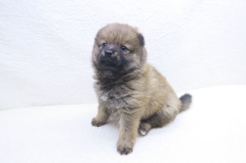 神奈川県のポメ柴/豆ポメ/ポメ豆柴(ポメラニアン×柴犬) (かねだい海老名店/2025年9月13日生まれ/女の子/レッド)の子犬の2枚目の画像