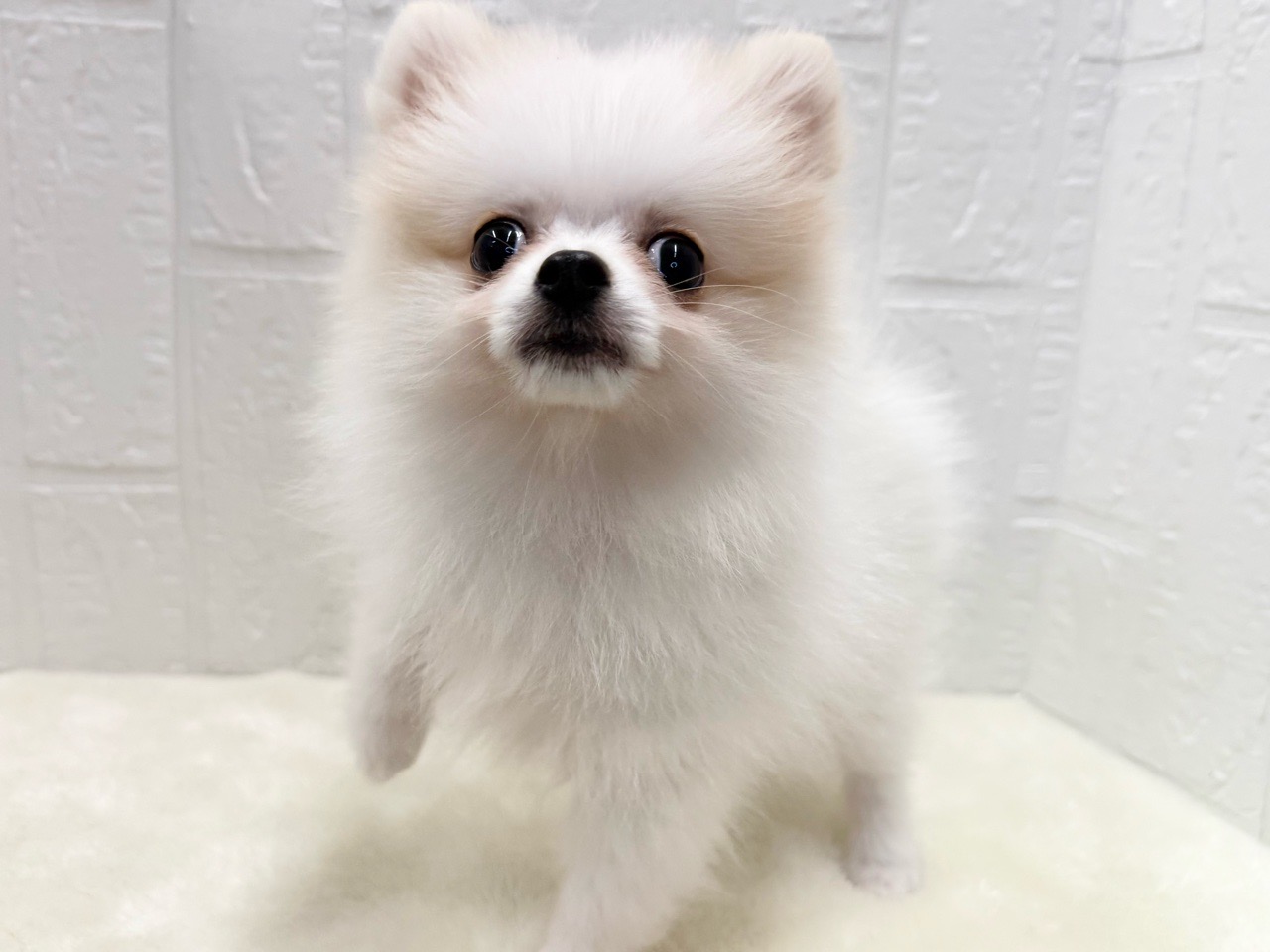 東京都のポメラニアン (かねだい青梅店/2025年8月11日生まれ/女の子/クリーム)の子犬の1枚目の画像