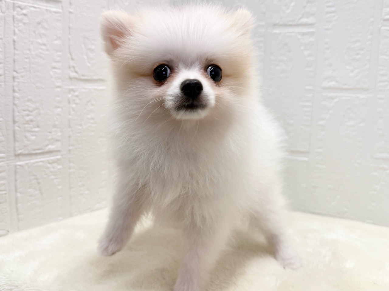 東京都のポメラニアン (かねだい青梅店/2025年8月11日生まれ/女の子/クリーム)の子犬の2枚目の画像