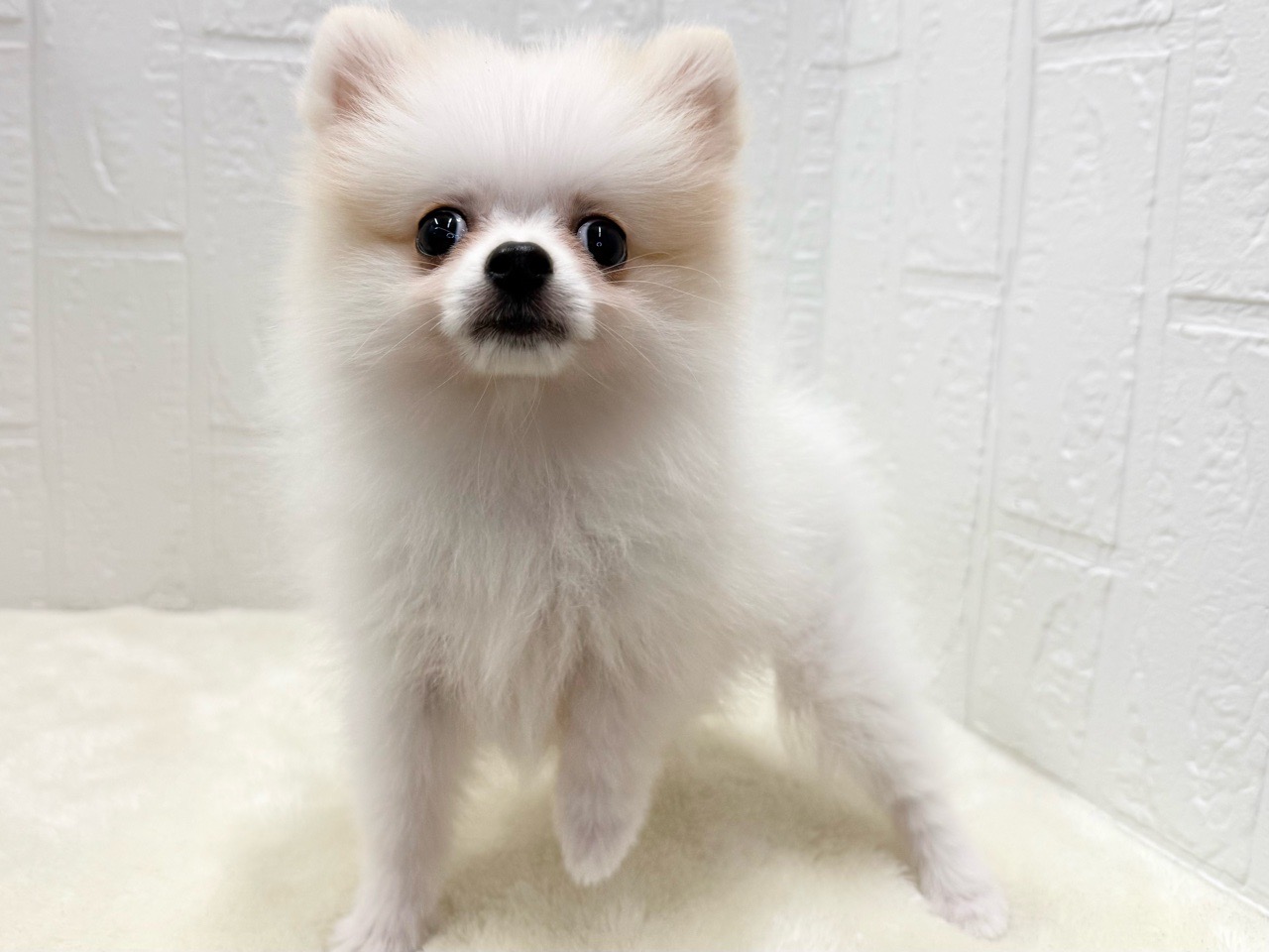 東京都のポメラニアン (かねだい青梅店/2025年8月11日生まれ/女の子/クリーム)の子犬の3枚目の画像