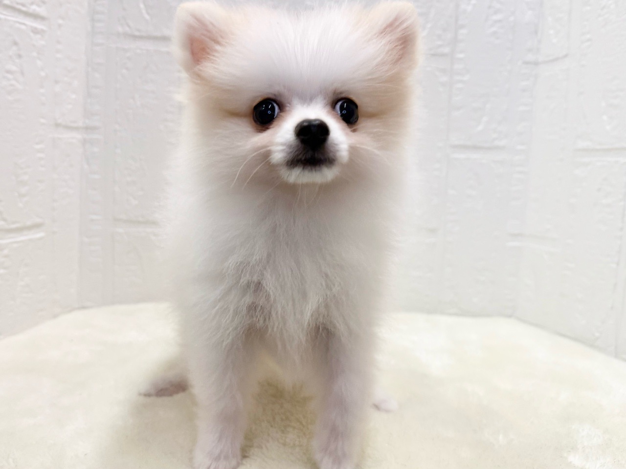 東京都のポメラニアン (かねだい青梅店/2025年8月11日生まれ/女の子/クリーム)の子犬の4枚目の画像