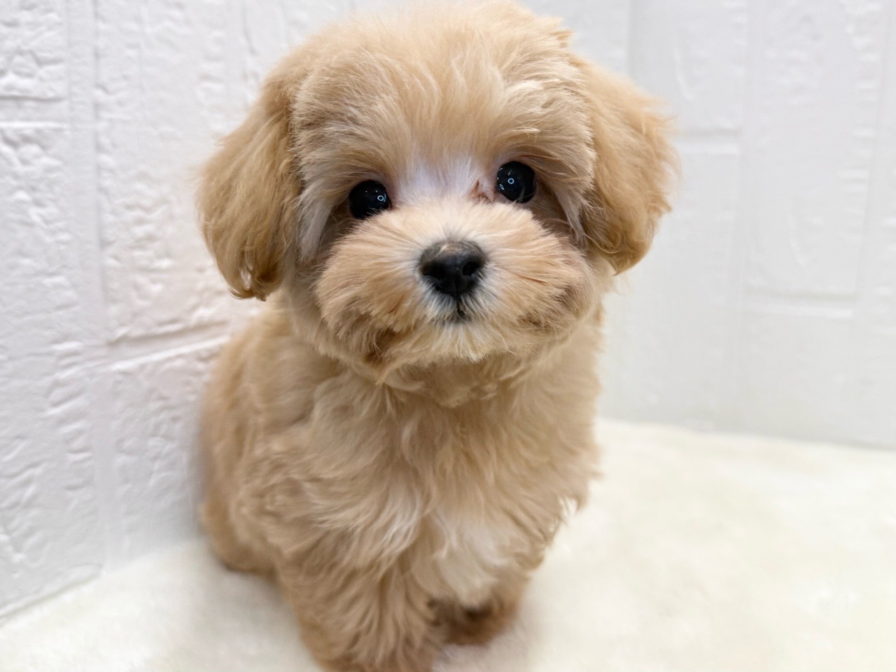東京都のマルプー(マルチーズ×プードル) (かねだい青梅店/2025年8月22日生まれ/男の子/アプリコット)の子犬の1枚目の画像
