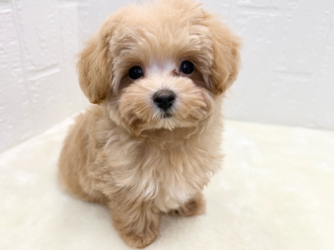 東京都のマルプー(マルチーズ×プードル) (かねだい青梅店/2025年8月22日生まれ/男の子/アプリコット)の子犬の2枚目の画像