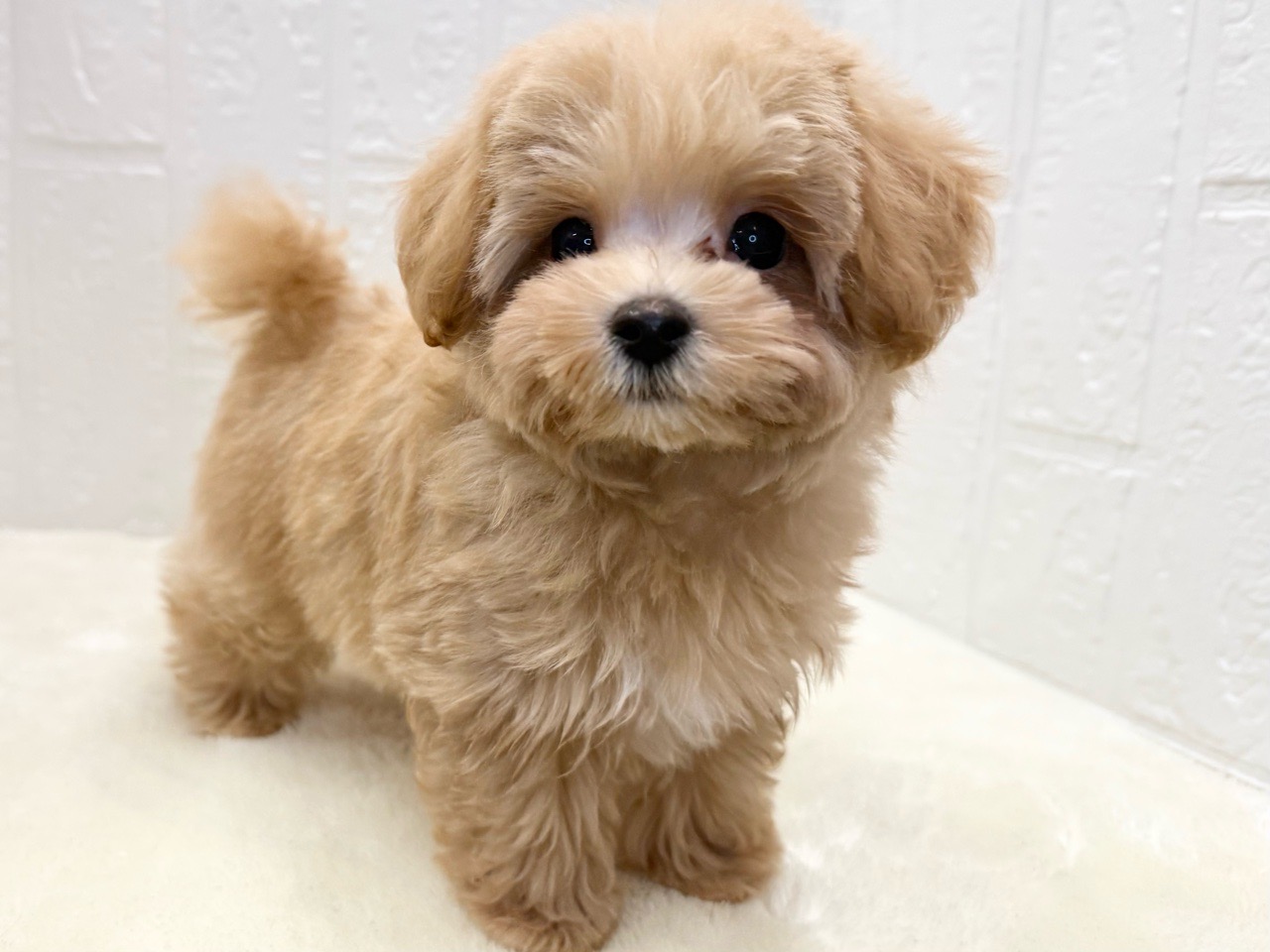 東京都のマルプー(マルチーズ×プードル) (かねだい青梅店/2025年8月22日生まれ/男の子/アプリコット)の子犬の3枚目の画像