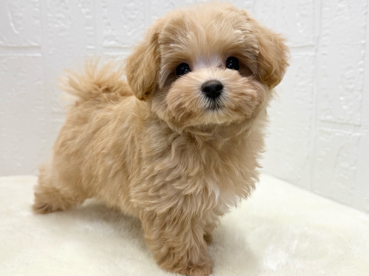 東京都のマルプー(マルチーズ×プードル) (かねだい青梅店/2025年8月22日生まれ/男の子/アプリコット)の子犬の4枚目の画像