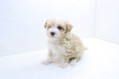 神奈川県のマルプー(マルチーズ×プードル) (かねだい海老名店/2025年9月13日生まれ/男の子/レッドホワイト)の子犬の1枚目の画像