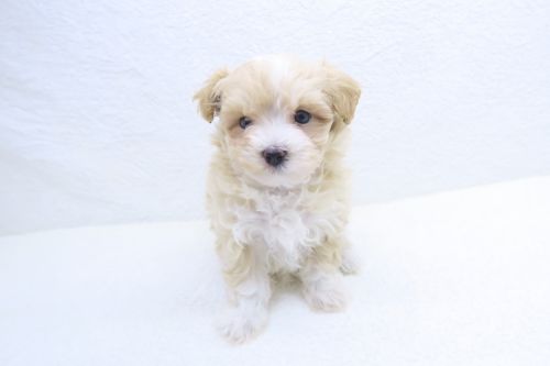 神奈川県のマルプー(マルチーズ×プードル) (かねだい海老名店/2025年9月13日生まれ/男の子/レッドホワイト)の子犬の2枚目の画像