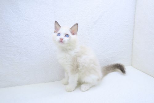 神奈川県のラグドール (かねだい海老名店/2025年9月8日生まれ/男の子/ブルーポイントバイカラー)の子猫