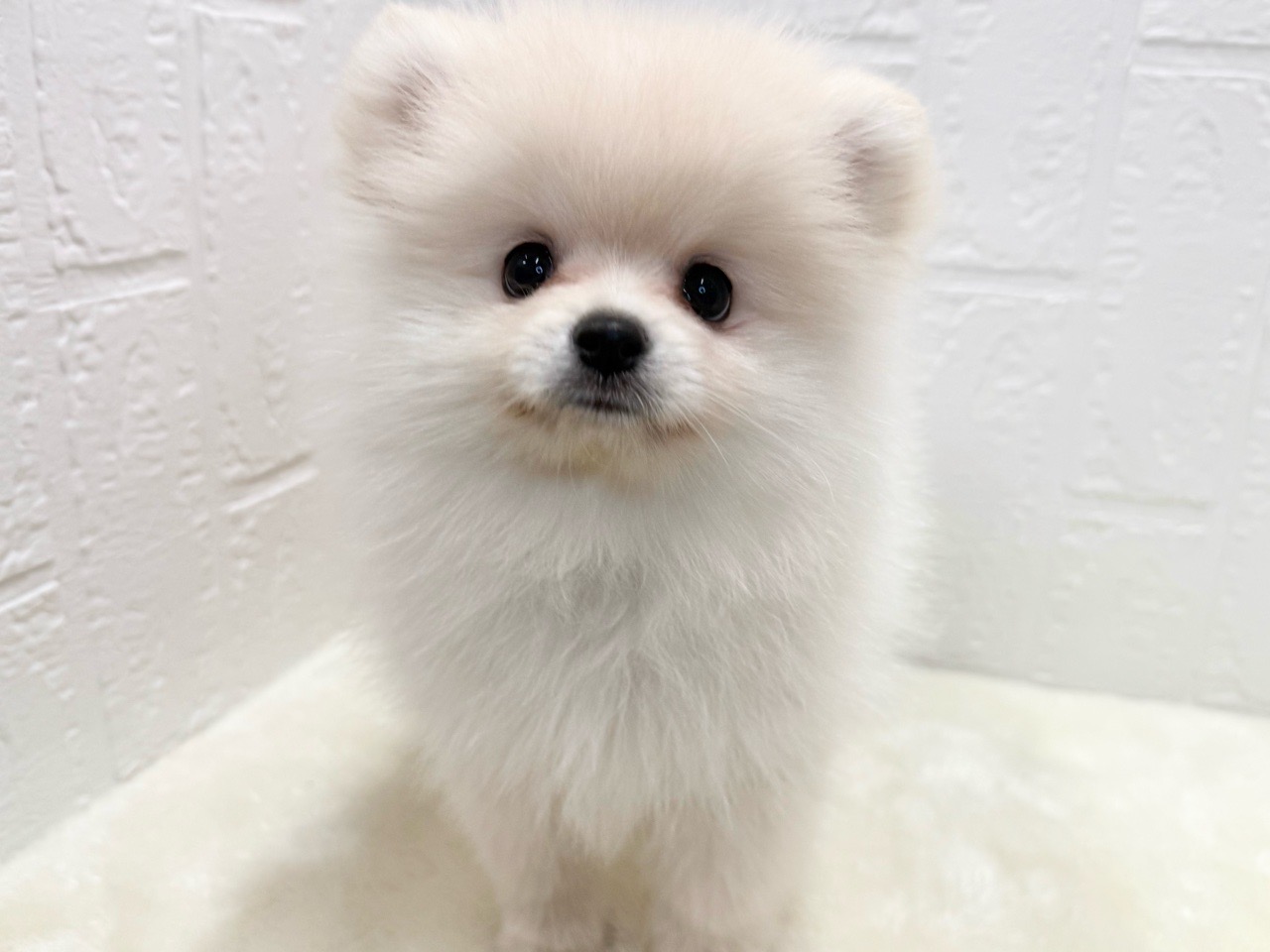 東京都のポメラニアン (かねだい青梅店/2025年8月26日生まれ/男の子/クリーム)の子犬の1枚目の画像