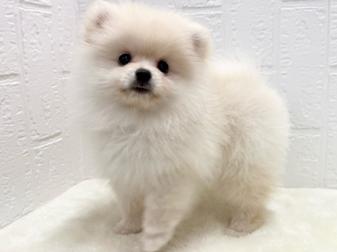 東京都のポメラニアン (かねだい青梅店/2025年8月26日生まれ/男の子/クリーム)の子犬の2枚目の画像