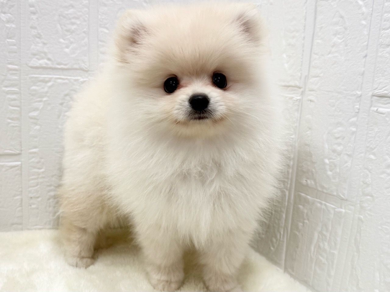 東京都のポメラニアン (かねだい青梅店/2025年8月26日生まれ/男の子/クリーム)の子犬の3枚目の画像