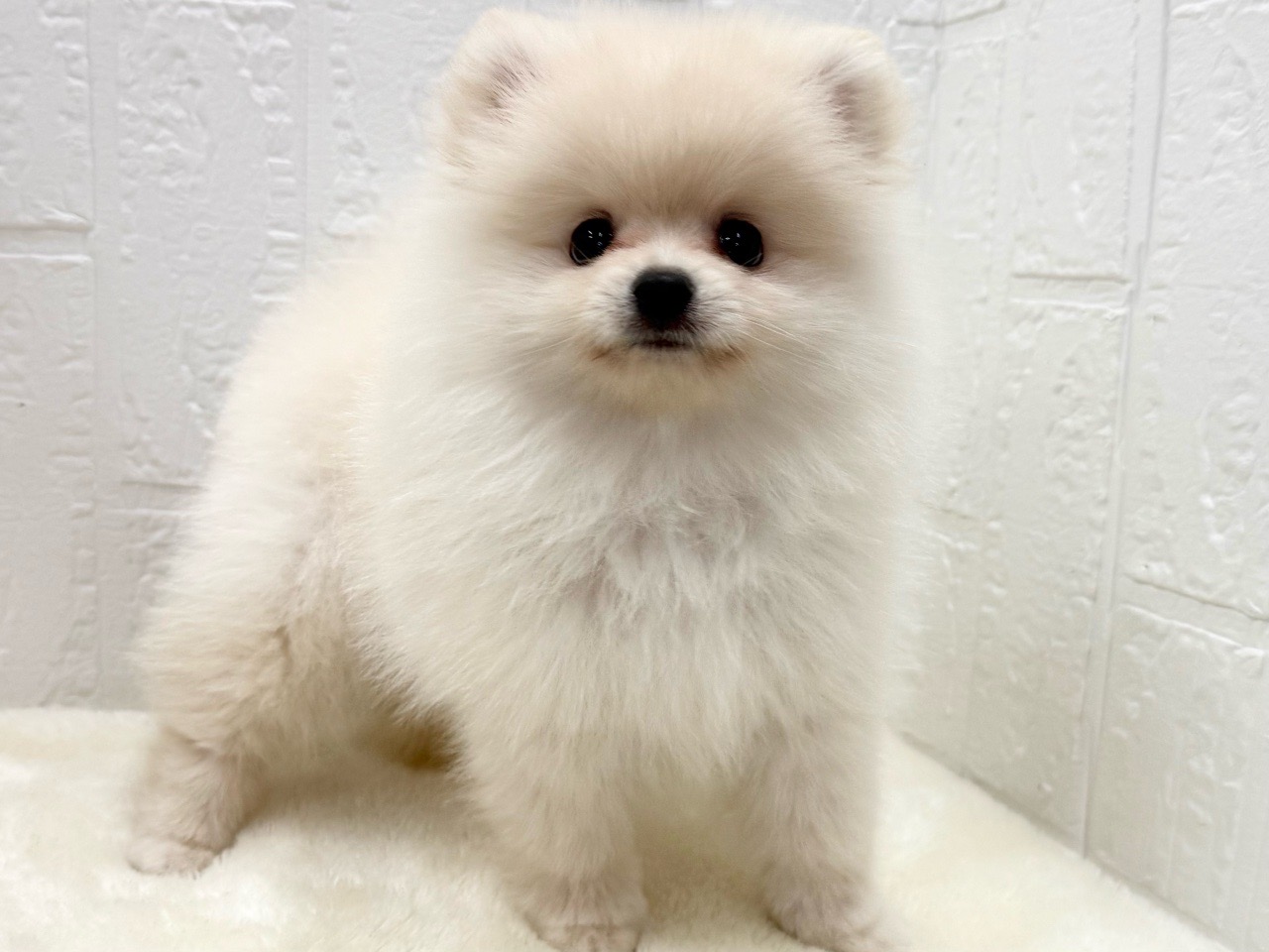 東京都のポメラニアン (かねだい青梅店/2025年8月26日生まれ/男の子/クリーム)の子犬の4枚目の画像