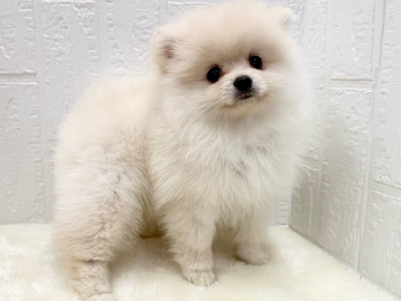 価格の安いポメラニアン♂11/11写真更新☆【動画あり】 / ペット