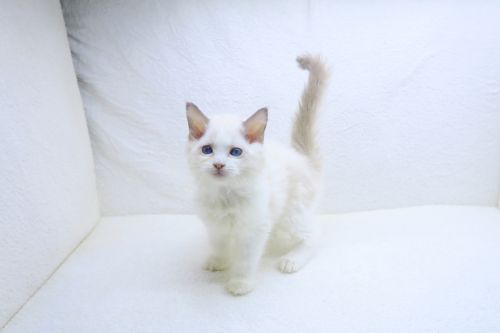 神奈川県のラグドール (かねだい海老名店/2025年9月8日生まれ/女の子/ブルーポイントバイカラー)の子猫