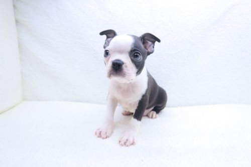 神奈川県のボストンテリア (かねだい海老名店/2025年9月12日生まれ/男の子/ボストンカラー)の子犬の1枚目の画像