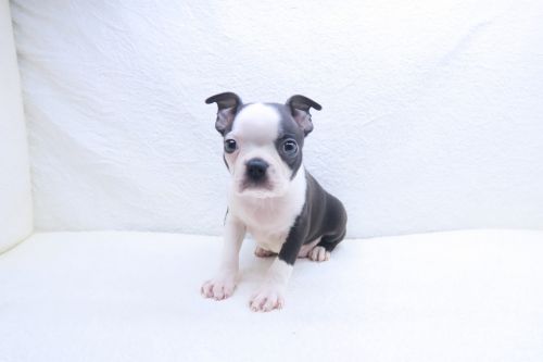 神奈川県のボストンテリア (かねだい海老名店/2025年9月12日生まれ/男の子/ボストンカラー)の子犬の2枚目の画像
