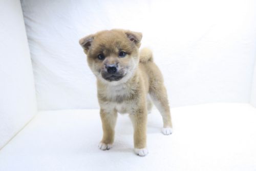 神奈川県の柴犬(標準サイズ) (かねだい海老名店/2025年9月12日生まれ/女の子/赤)の子犬