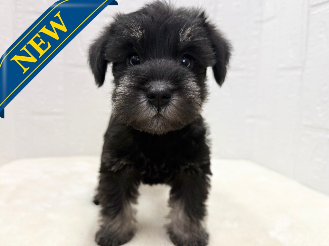 東京都のミニチュアシュナウザー (かねだい青梅店/2025年9月15日生まれ/女の子/ブラックシルバー)の子犬の1枚目の画像