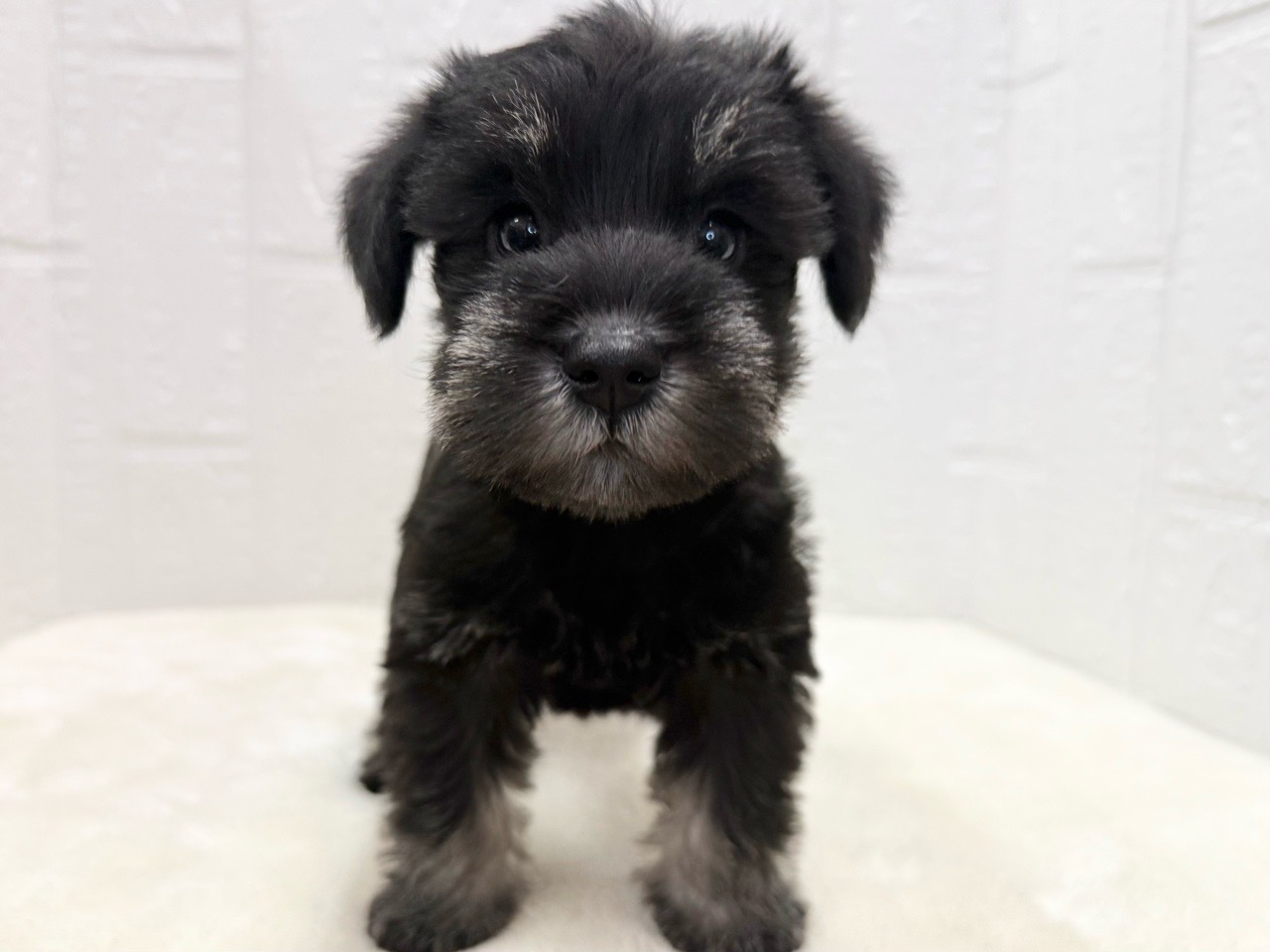 東京都のミニチュアシュナウザー (かねだい青梅店/2025年9月15日生まれ/女の子/ブラックシルバー)の子犬の2枚目の画像