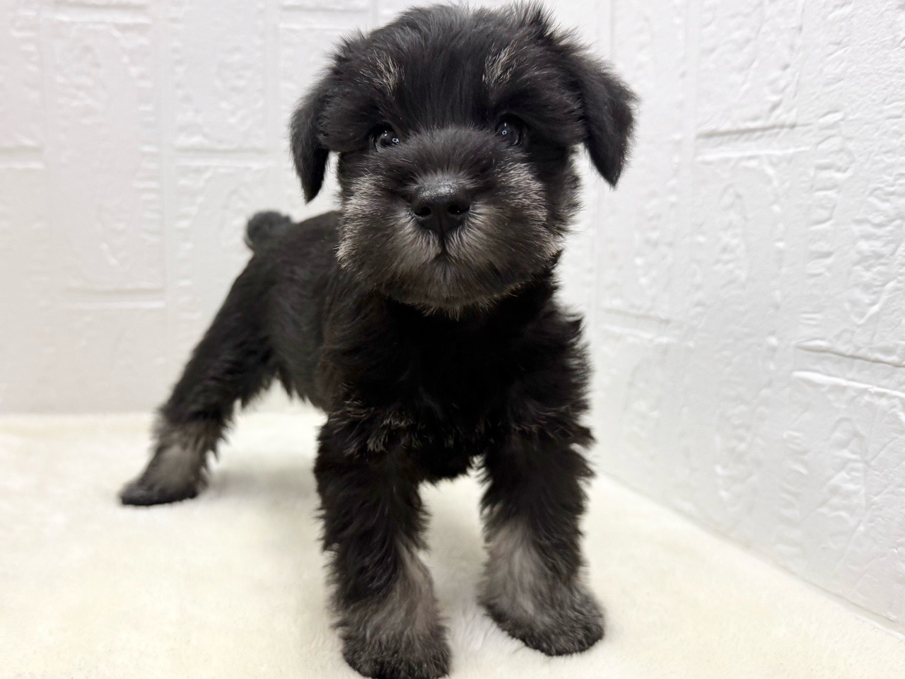 東京都のミニチュアシュナウザー (かねだい青梅店/2025年9月15日生まれ/女の子/ブラックシルバー)の子犬の3枚目の画像