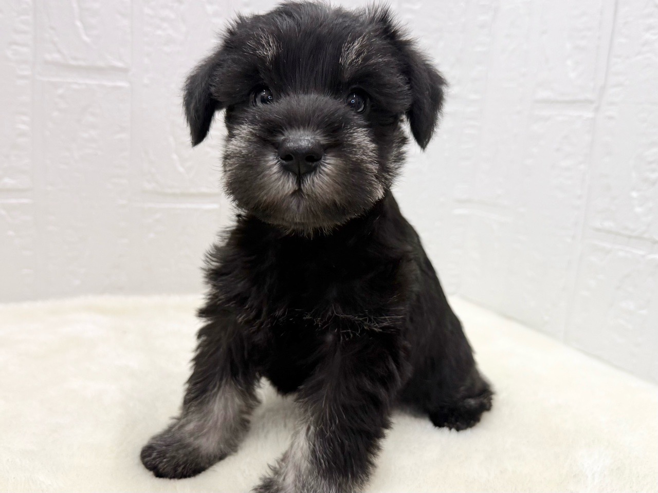 東京都のミニチュアシュナウザー (かねだい青梅店/2025年9月15日生まれ/女の子/ブラックシルバー)の子犬の4枚目の画像