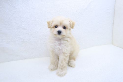 神奈川県のチワプー/プーチー(チワワ×プードル) (かねだい海老名店/2025年9月13日生まれ/男の子/クリーム)の子犬の1枚目の画像