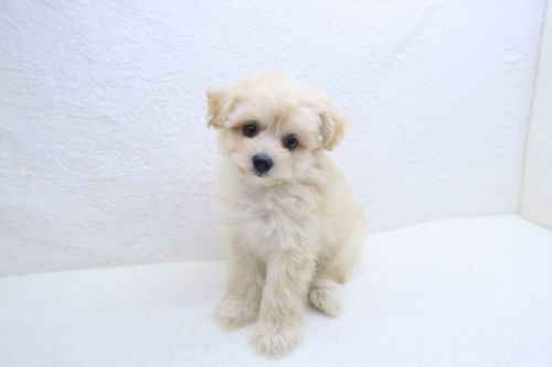 神奈川県のチワプー/プーチー(チワワ×プードル) (かねだい海老名店/2025年9月13日生まれ/男の子/クリーム)の子犬の2枚目の画像