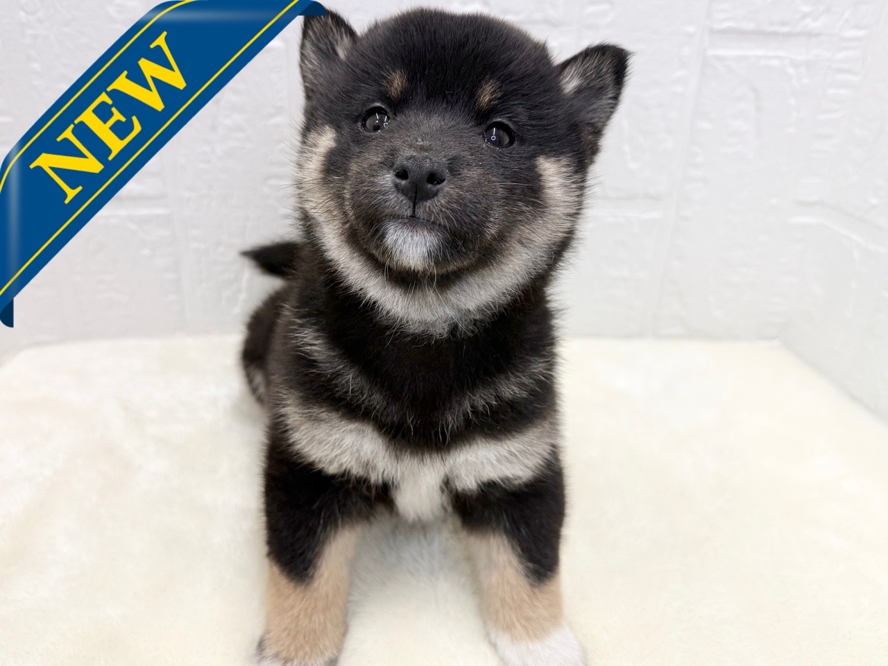 東京都の柴犬(標準サイズ) (かねだい青梅店/2025年9月15日生まれ/男の子/黒)の子犬の1枚目の画像