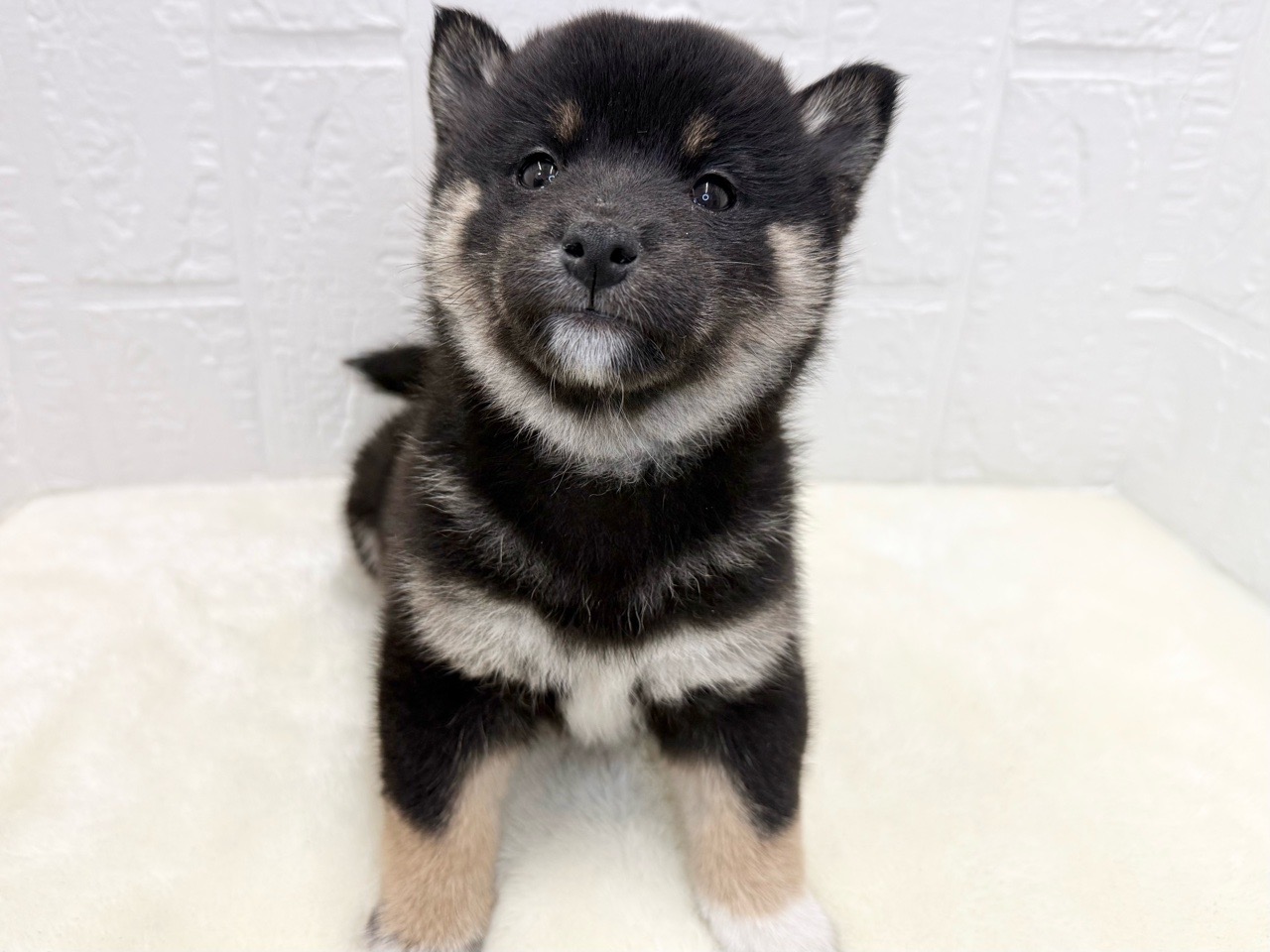 東京都の柴犬(標準サイズ) (かねだい青梅店/2025年9月15日生まれ/男の子/黒)の子犬の2枚目の画像