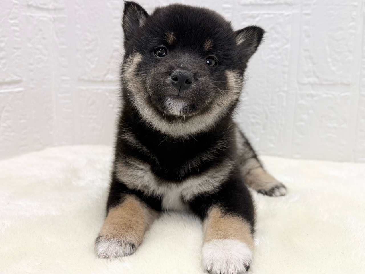 東京都の柴犬(標準サイズ) (かねだい青梅店/2025年9月15日生まれ/男の子/黒)の子犬の3枚目の画像