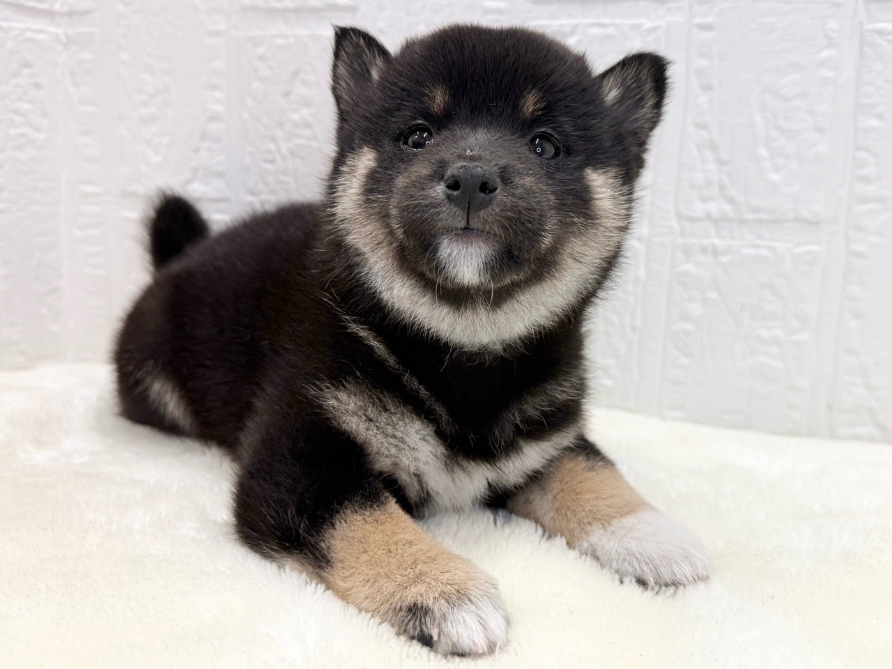 東京都の柴犬(標準サイズ) (かねだい青梅店/2025年9月15日生まれ/男の子/黒)の子犬の4枚目の画像