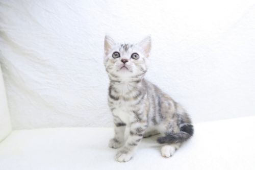 神奈川県のアメリカンショートヘアー (かねだい海老名店/2025年9月14日生まれ/女の子/シルバーパッチドタビー)の子猫の1枚目の画像