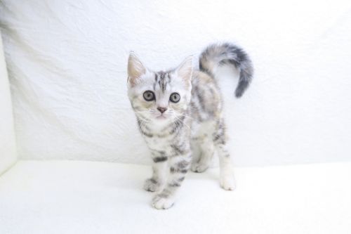 神奈川県のアメリカンショートヘアー (かねだい海老名店/2025年9月14日生まれ/女の子/シルバーパッチドタビー)の子猫の2枚目の画像