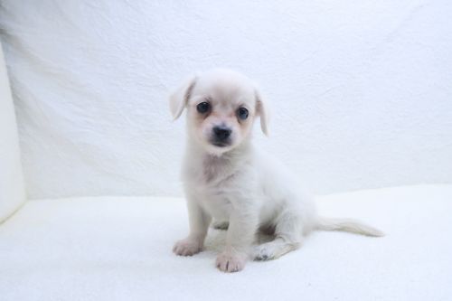 神奈川県のチワックス(チワワ×ダックス) (かねだい海老名店/2025年9月13日生まれ/女の子/クリームホワイト)の子犬の1枚目の画像