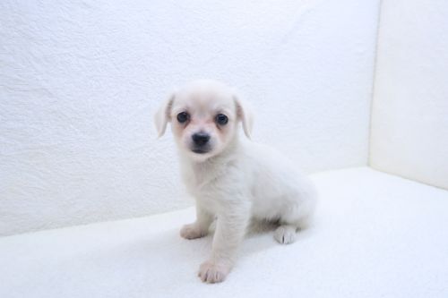 神奈川県のチワックス(チワワ×ダックス) (かねだい海老名店/2025年9月13日生まれ/女の子/クリームホワイト)の子犬の2枚目の画像