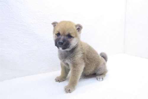 神奈川県の柴犬(標準サイズ) (かねだい海老名店/2025年9月14日生まれ/男の子/赤)の子犬