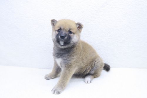 神奈川県の柴犬(標準サイズ) (かねだい海老名店/2025年9月14日生まれ/女の子/赤)の子犬