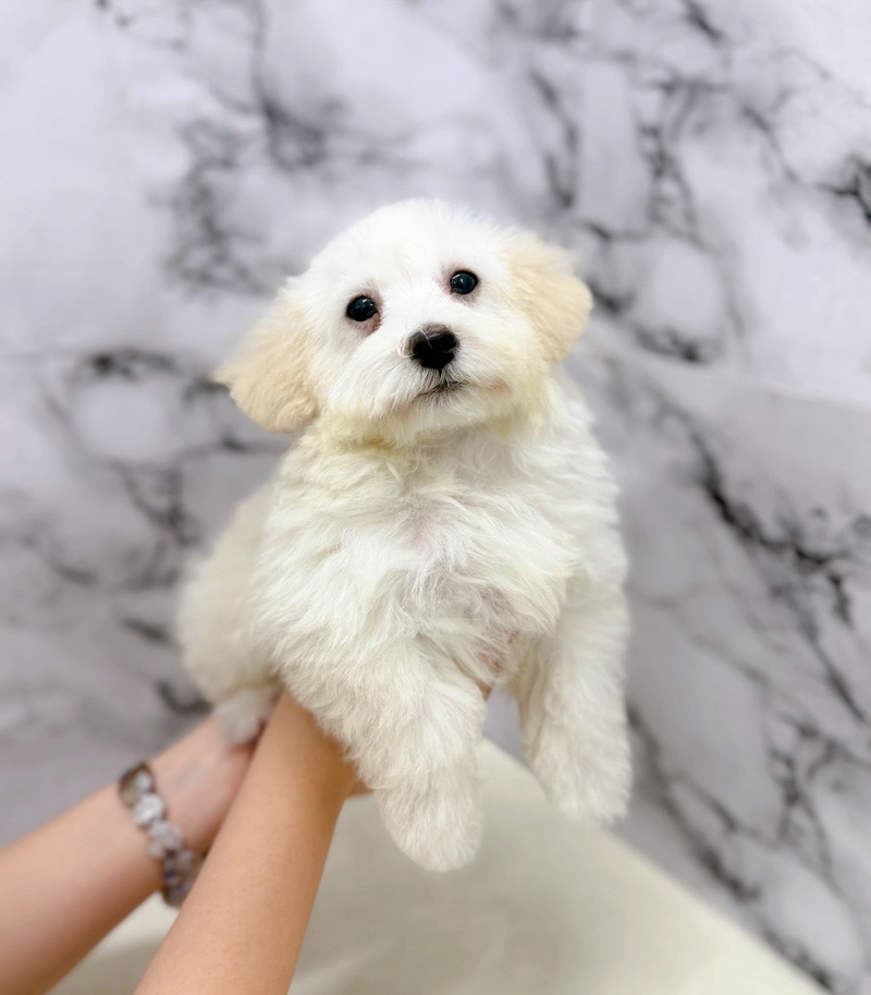 神奈川県のトイプードル(トイ) (かねだい東戸塚店/2025年8月23日生まれ/男の子/ホワイト)の子犬の2枚目の画像