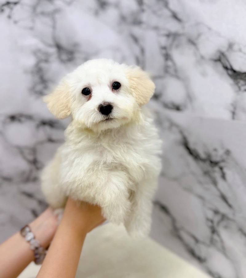 神奈川県のトイプードル(トイ) (かねだい東戸塚店/2025年8月23日生まれ/男の子/ホワイト)の子犬の3枚目の画像