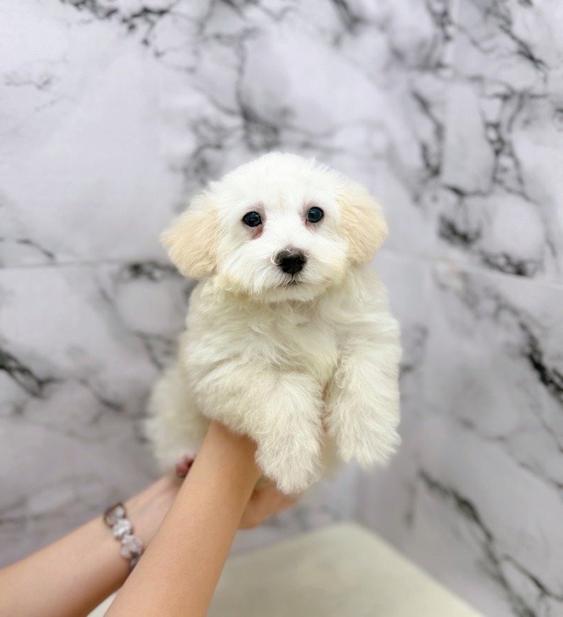 神奈川県のトイプードル(トイ) (かねだい東戸塚店/2025年8月23日生まれ/男の子/ホワイト)の子犬の4枚目の画像