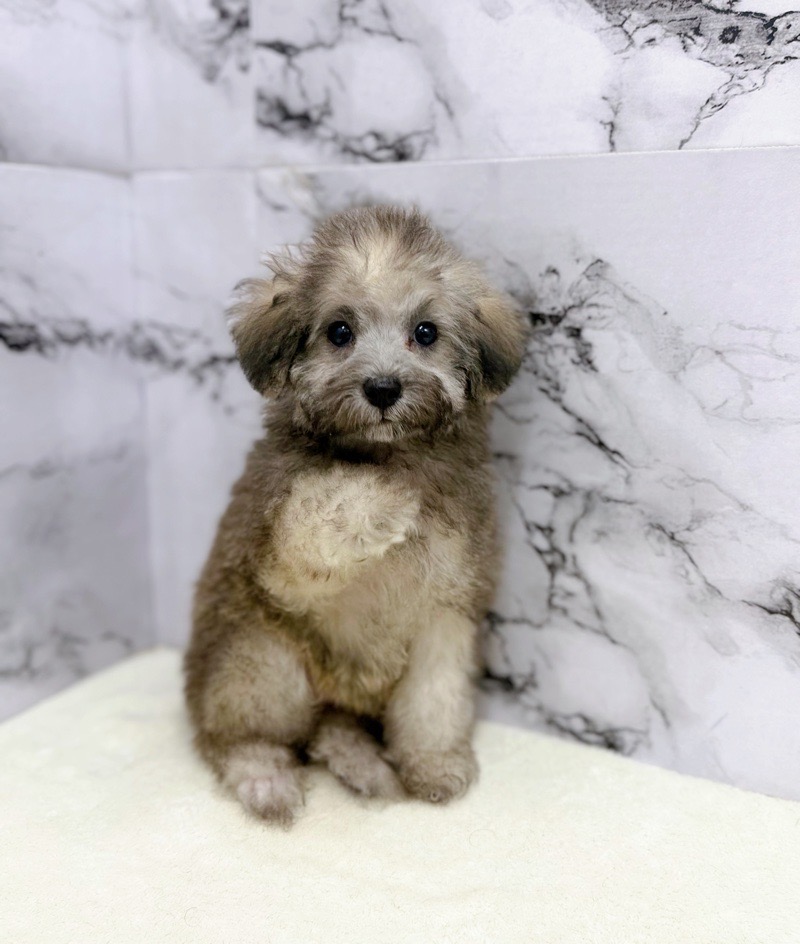 神奈川県のトイプードル(トイ) (かねだい東戸塚店/2025年8月23日生まれ/女の子/ブリンドル)の子犬の1枚目の画像