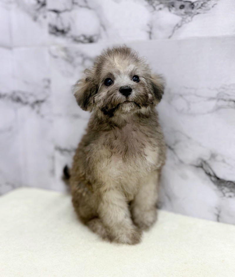 神奈川県のトイプードル(トイ) (かねだい東戸塚店/2025年8月23日生まれ/女の子/ブリンドル)の子犬の2枚目の画像