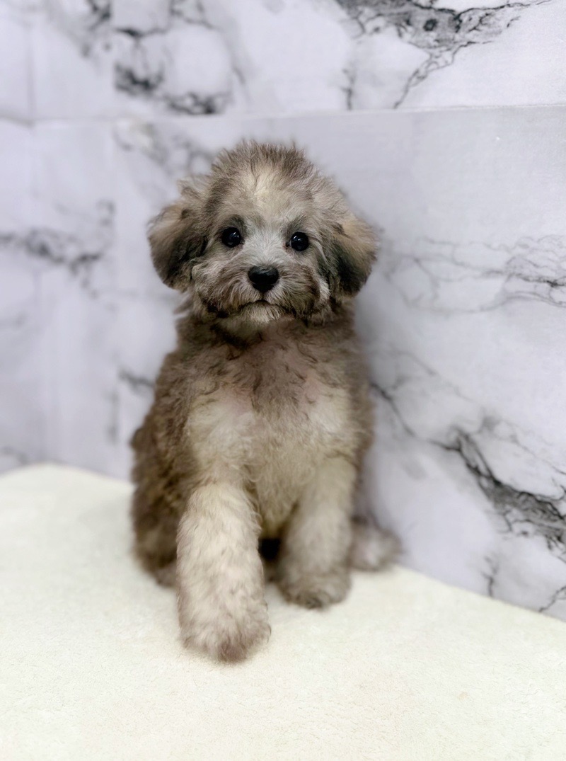 神奈川県のトイプードル(トイ) (かねだい東戸塚店/2025年8月23日生まれ/女の子/ブリンドル)の子犬の3枚目の画像