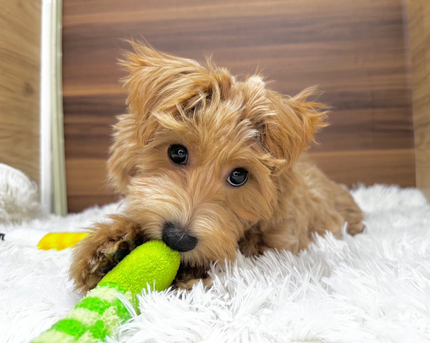 群馬県のマルプー(マルチーズ×プードル) (かねだいペットトライアル桐生/2025年7月14日生まれ/男の子/アプリコット)の子犬の4枚目の画像