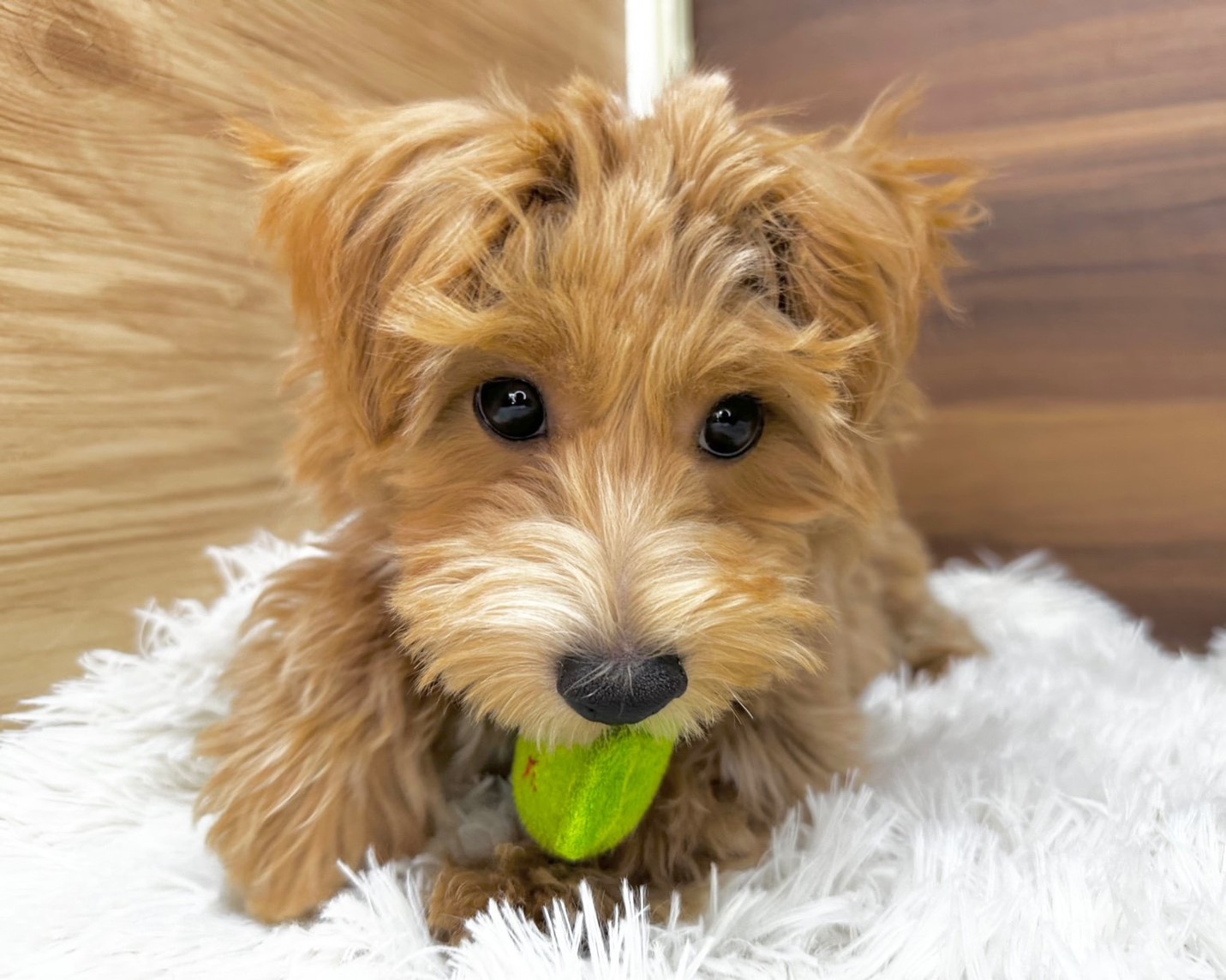 群馬県のマルプー(マルチーズ×プードル) (かねだいペットトライアル桐生/2025年7月14日生まれ/男の子/アプリコット)の子犬の2枚目の画像