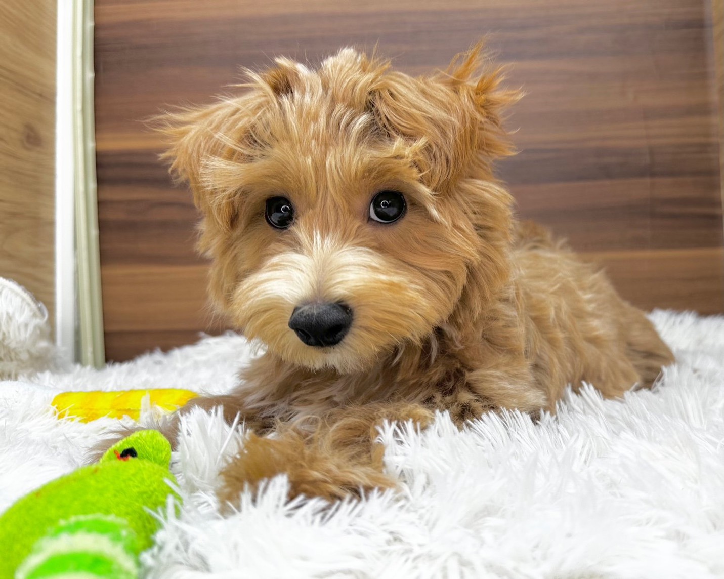 群馬県のマルプー(マルチーズ×プードル) (かねだいペットトライアル桐生/2025年7月14日生まれ/男の子/アプリコット)の子犬の3枚目の画像