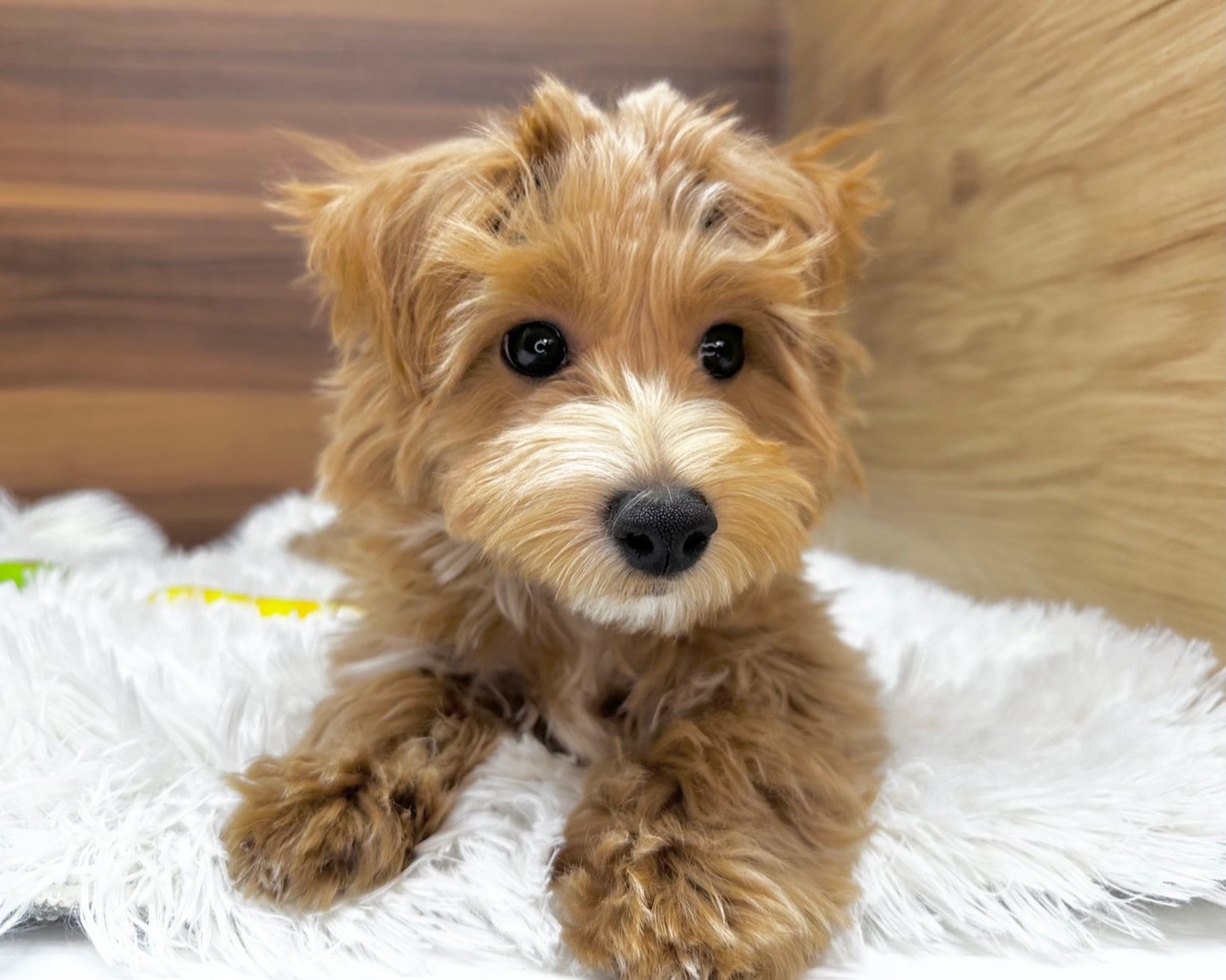 群馬県のマルプー(マルチーズ×プードル) (かねだいペットトライアル桐生/2025年7月14日生まれ/男の子/アプリコット)の子犬の1枚目の画像