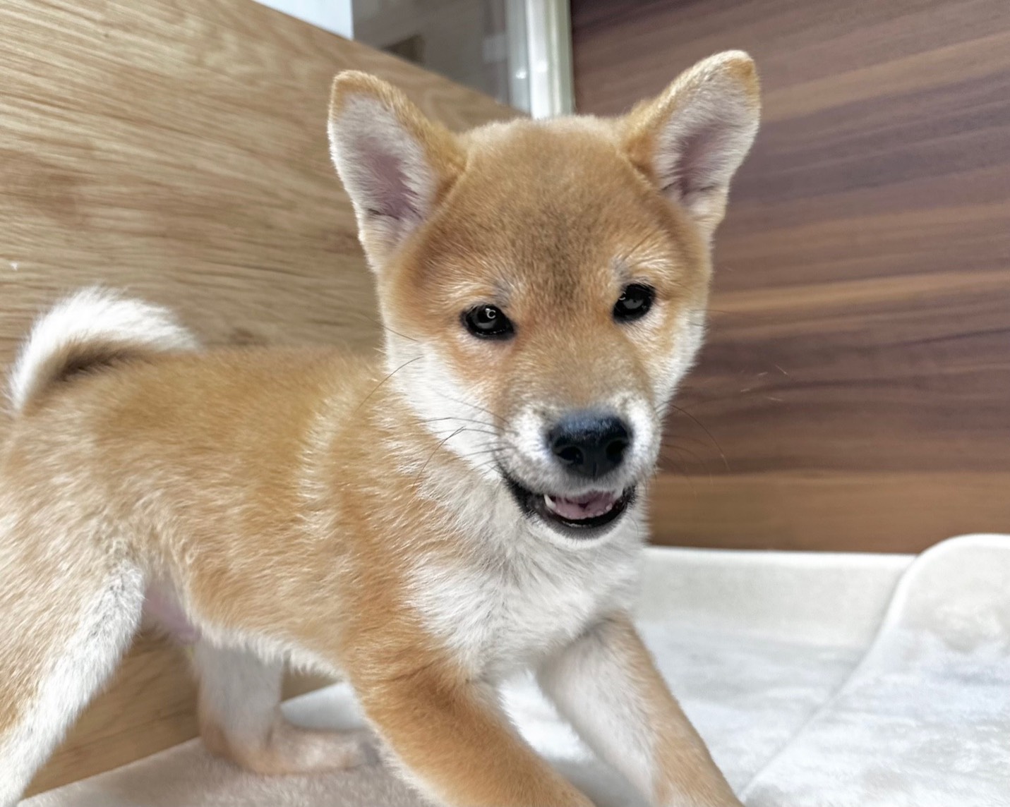 群馬県の柴犬(標準サイズ) (かねだいペットトライアル桐生/2025年8月30日生まれ/男の子/赤)の子犬の3枚目の画像